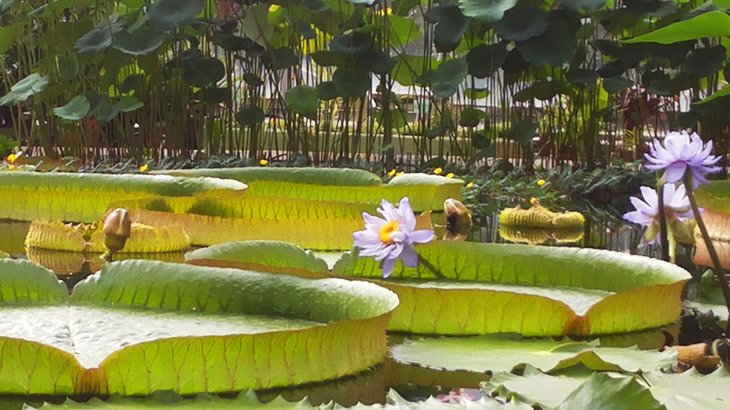 Кувшинка Виктория в Ботаническом саду Санкт-Петербурга.