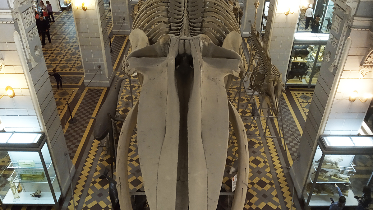 Скелет кита в Зоологическом музее.