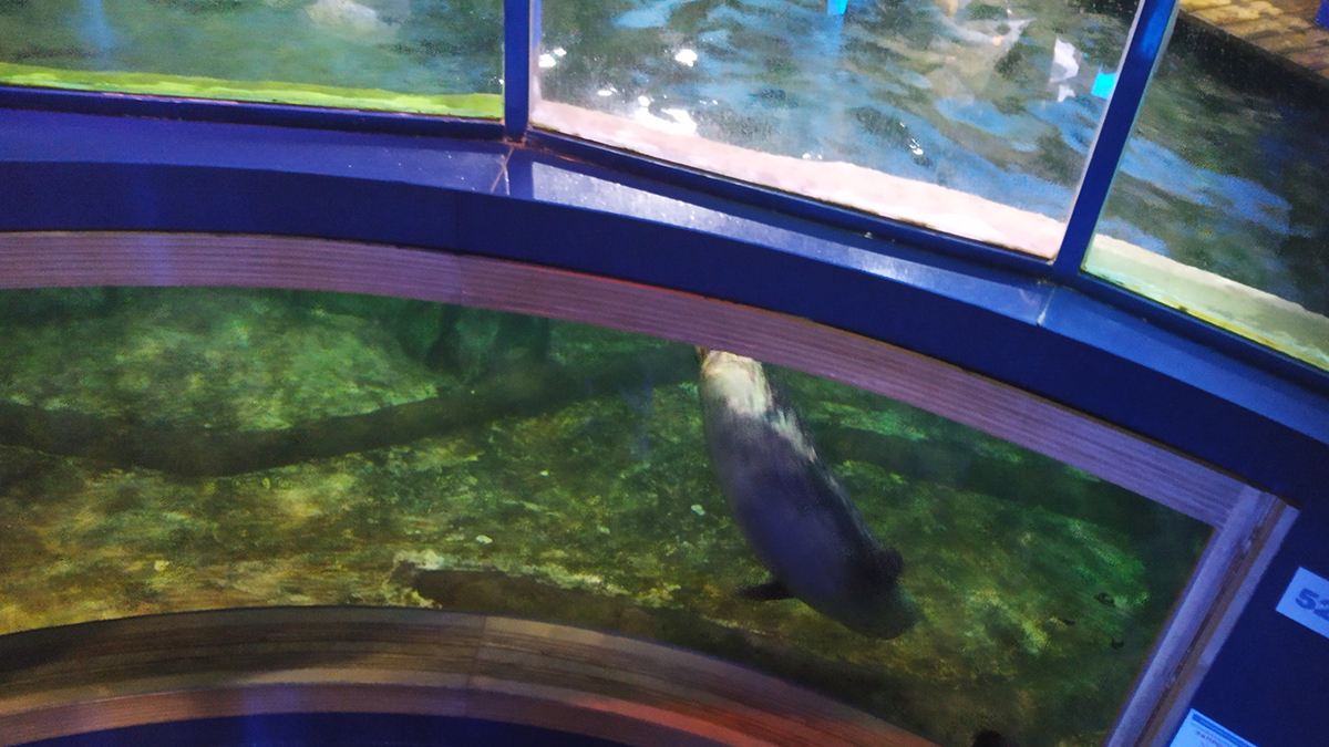 Серый тюлень в Питерском океанариуме.