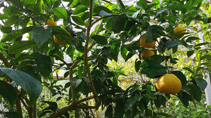 Цитрусовые в оранжереи Ботанического сада Санкт-Петербург.