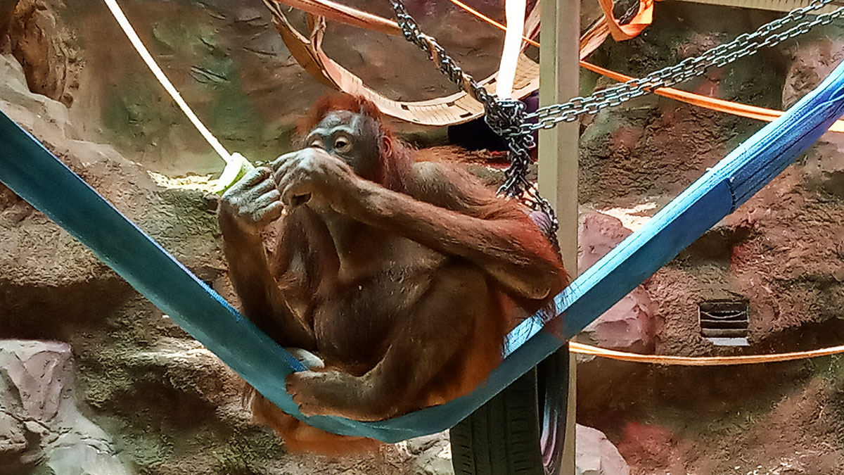 Зоопарк в РИО, орангутан.