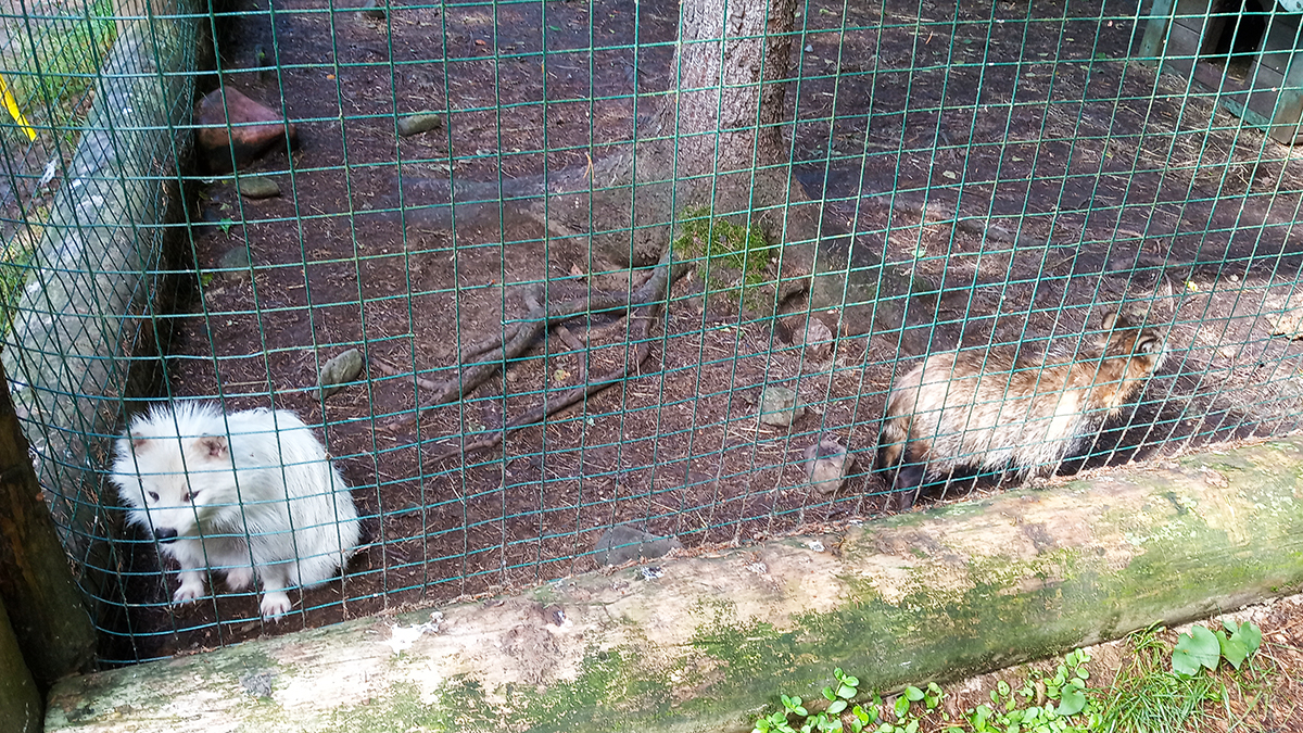 Мини-зоопарк в деревне Мандроги.
