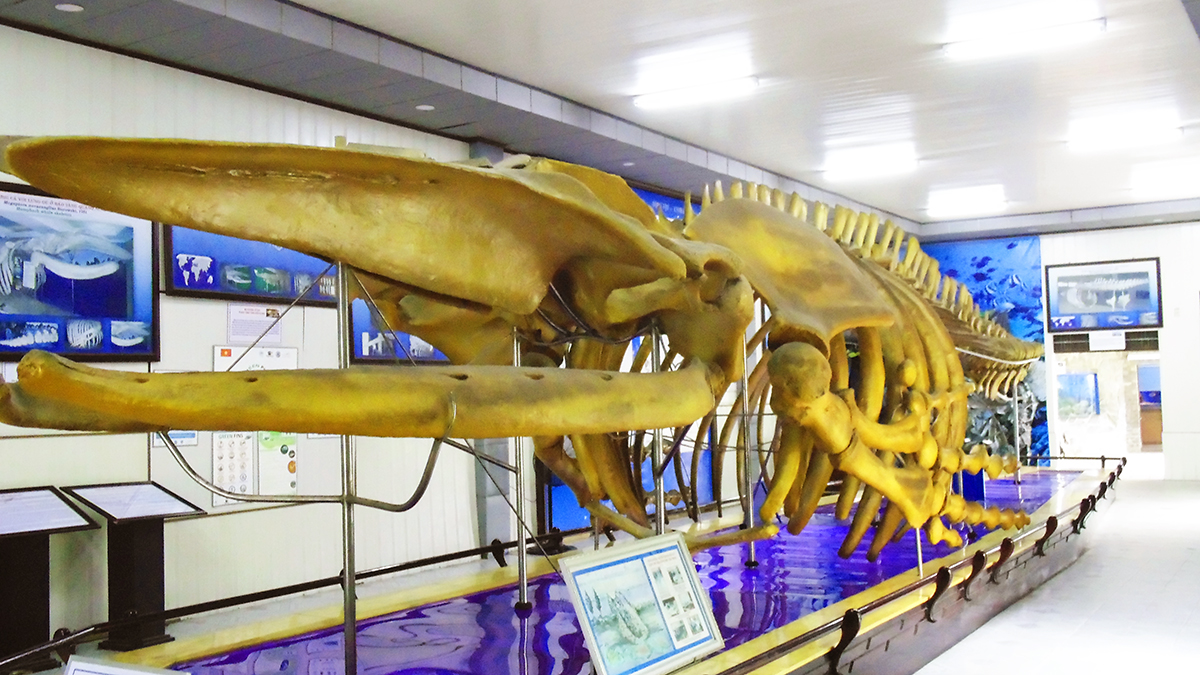 Скелет горбатого кита Институт океанографии Нячанг.