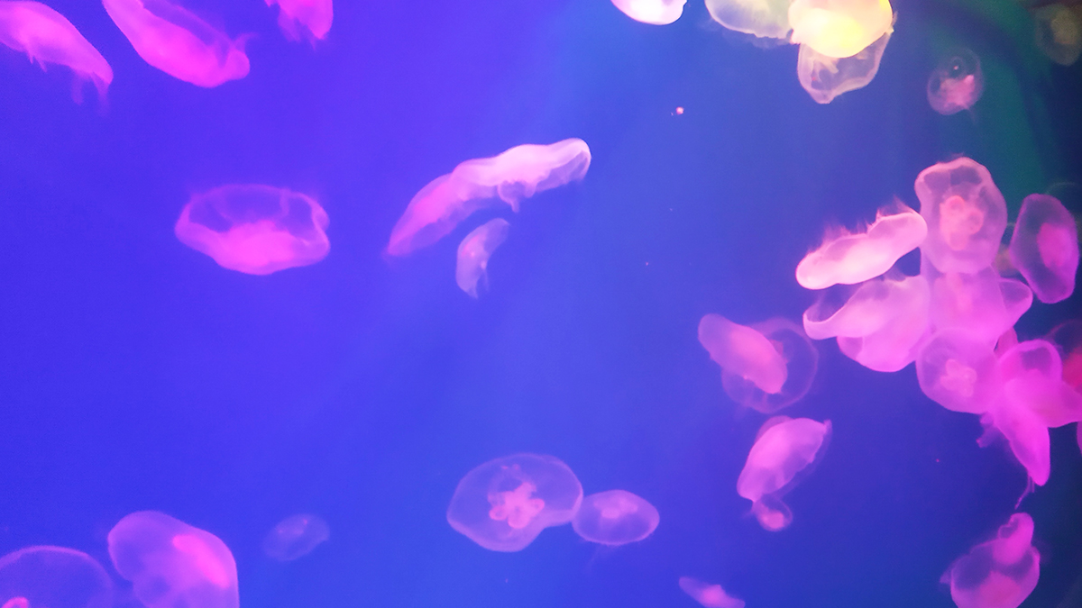 Медузы в океанариуме Питера.