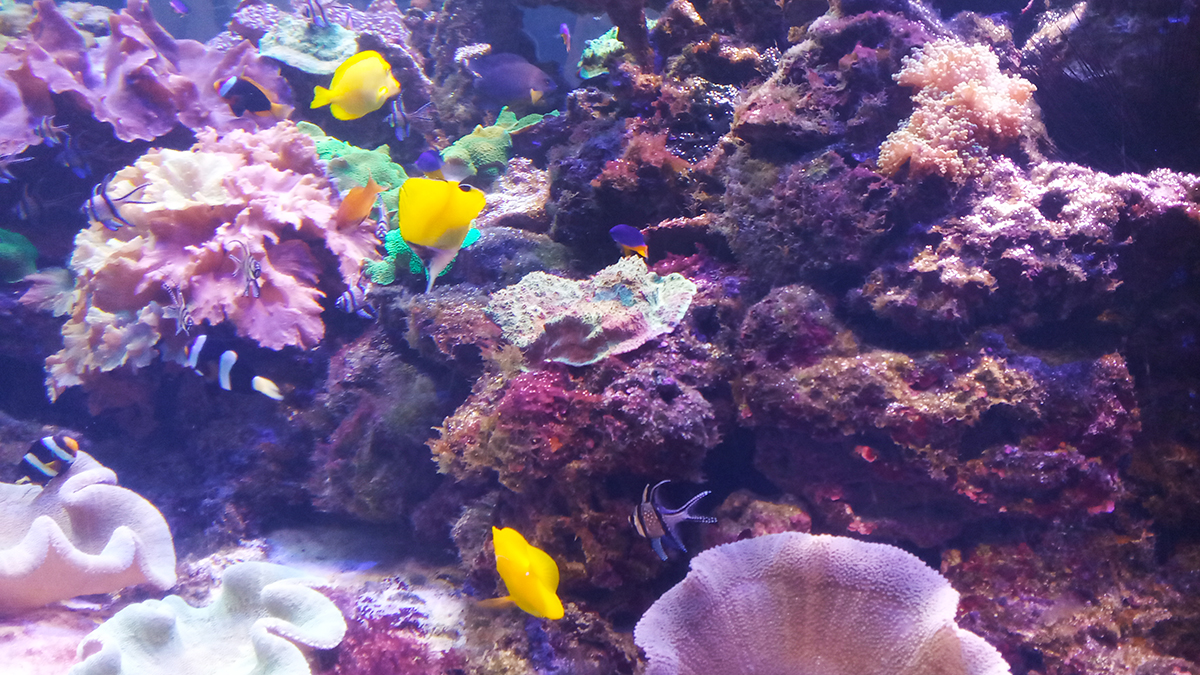 Жители коралловых рифов в Питерском океанариуме.