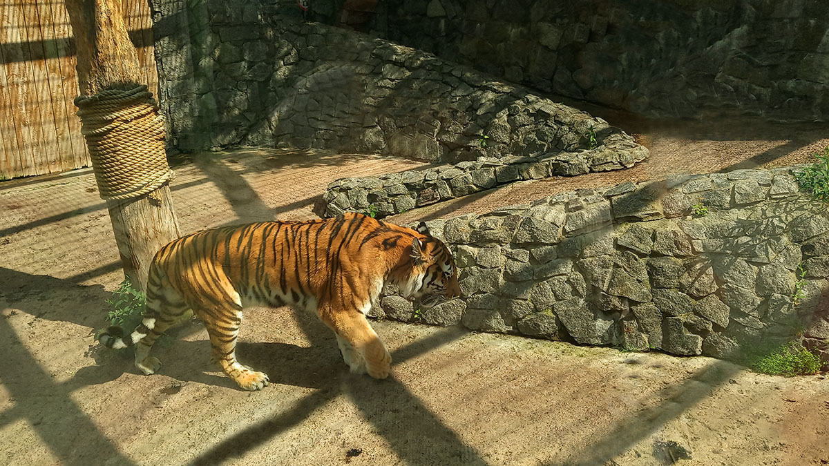 Амурский тигр в зоопарке в СПб.