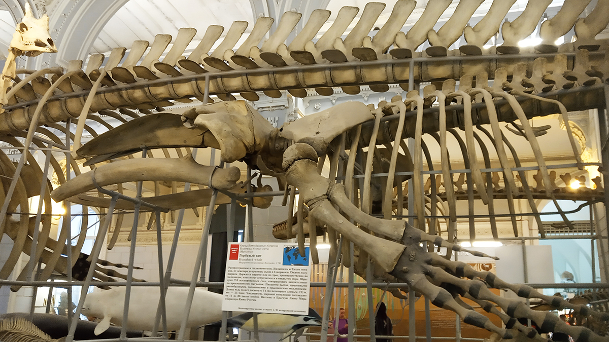 Скелеты больших китов в Зоологическом музее СПб.