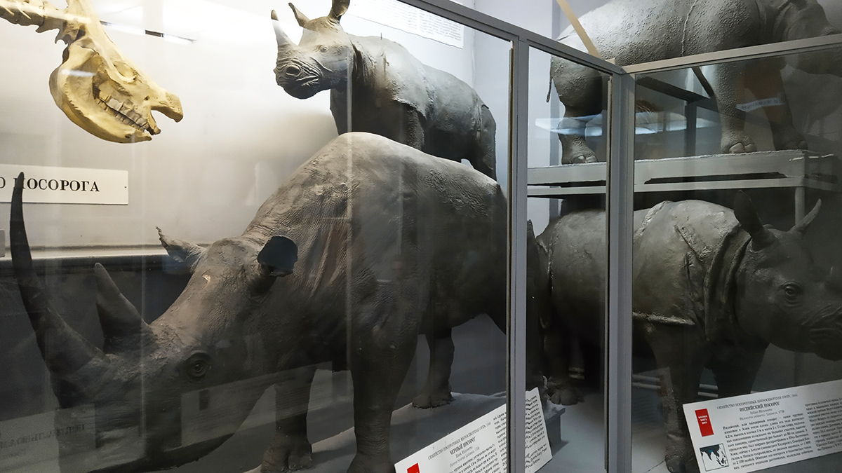 Носороги в Зоологическом музее Санкт-Петерурга.