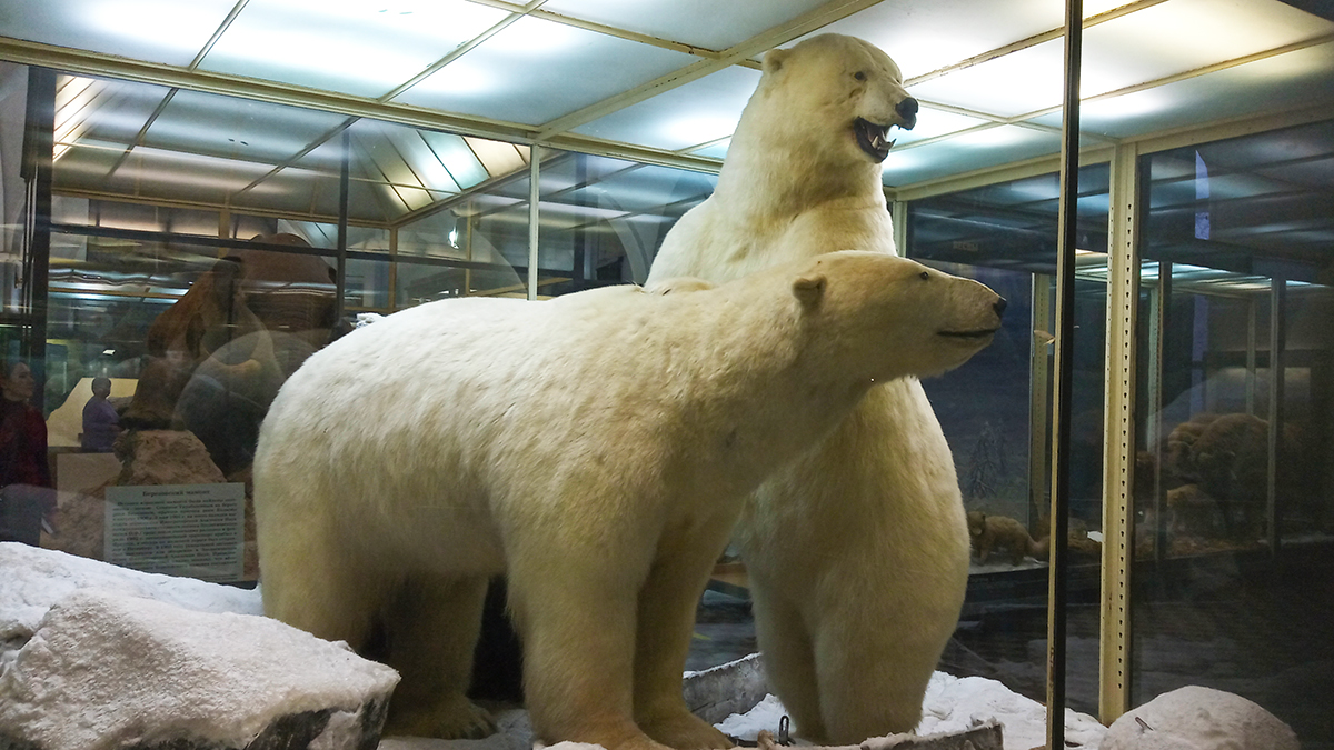 Белые медведи в Зоологическом музее Зоологического института РАН.