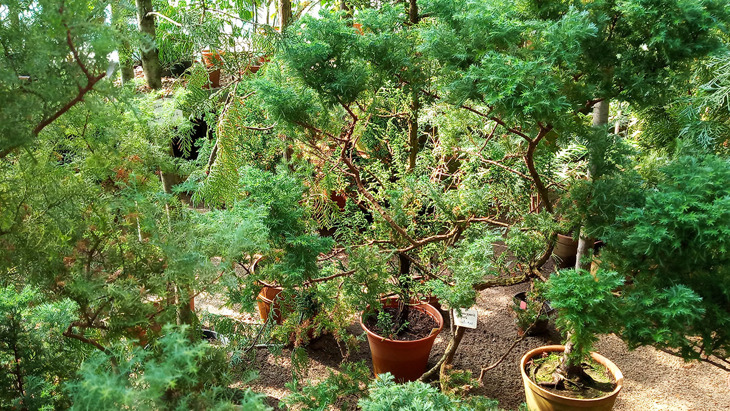 Субтропическая оранжерея Ботанический сад бин ран.