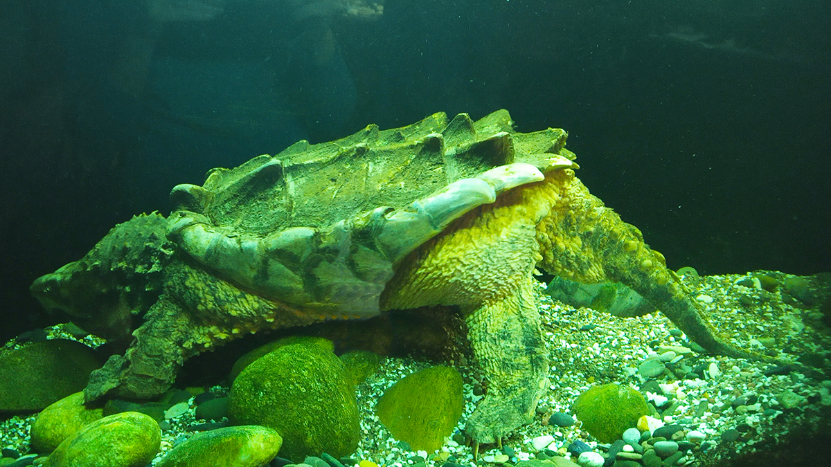 Грифовая черепаха в океанариуме Питера.