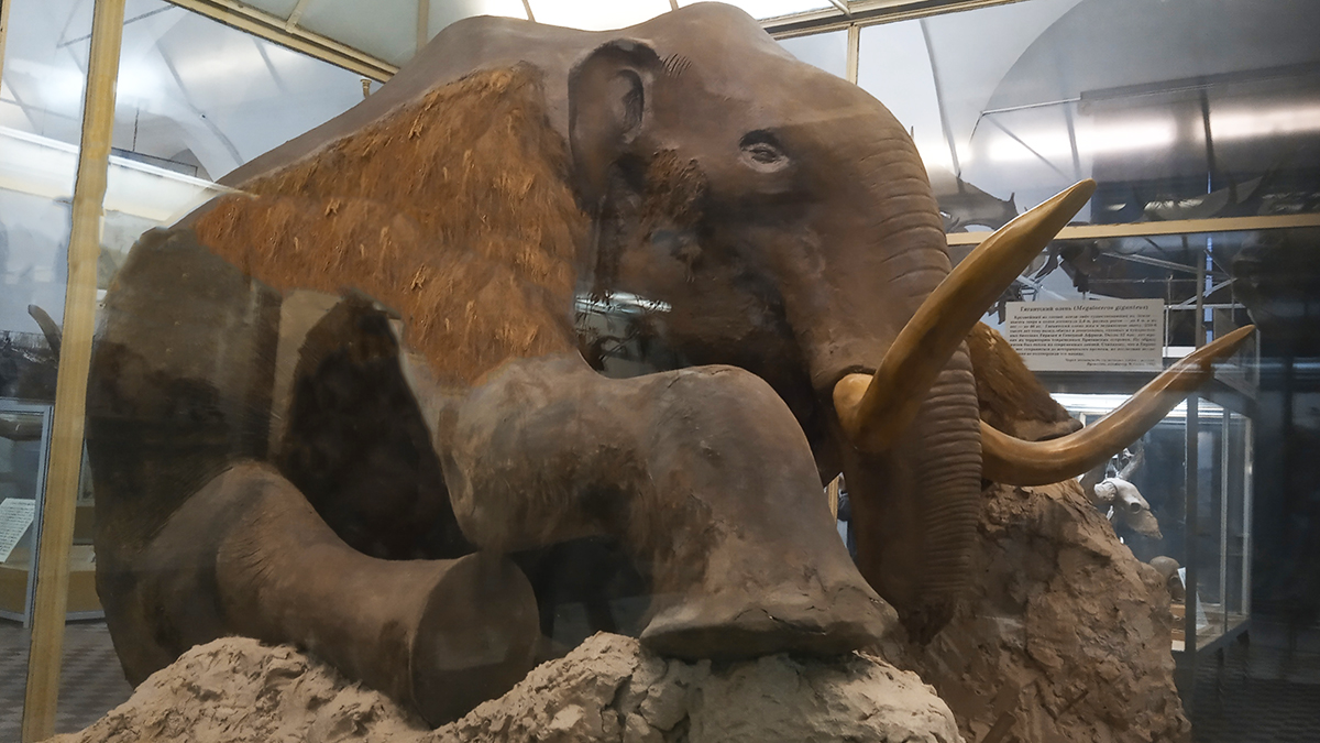 Березовский мамонт в Зоологическом музее Санкт-Петербурга.