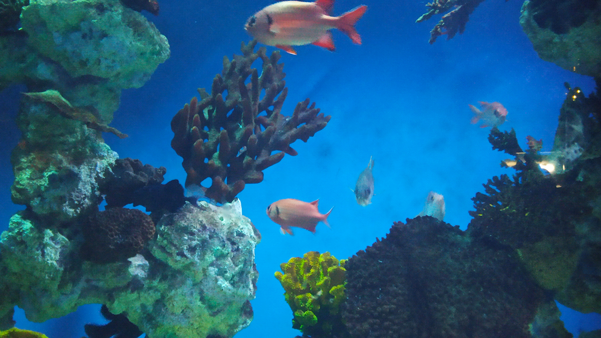 Коралловый риф в Санкт-Петербургском океанариуме.