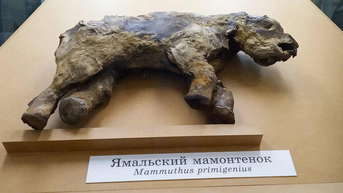 Ямальский мамонтенок в Зоологическом музее.