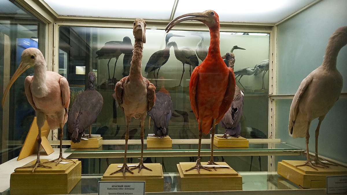 Красные ирбисы в Зоологическом музее Питера.