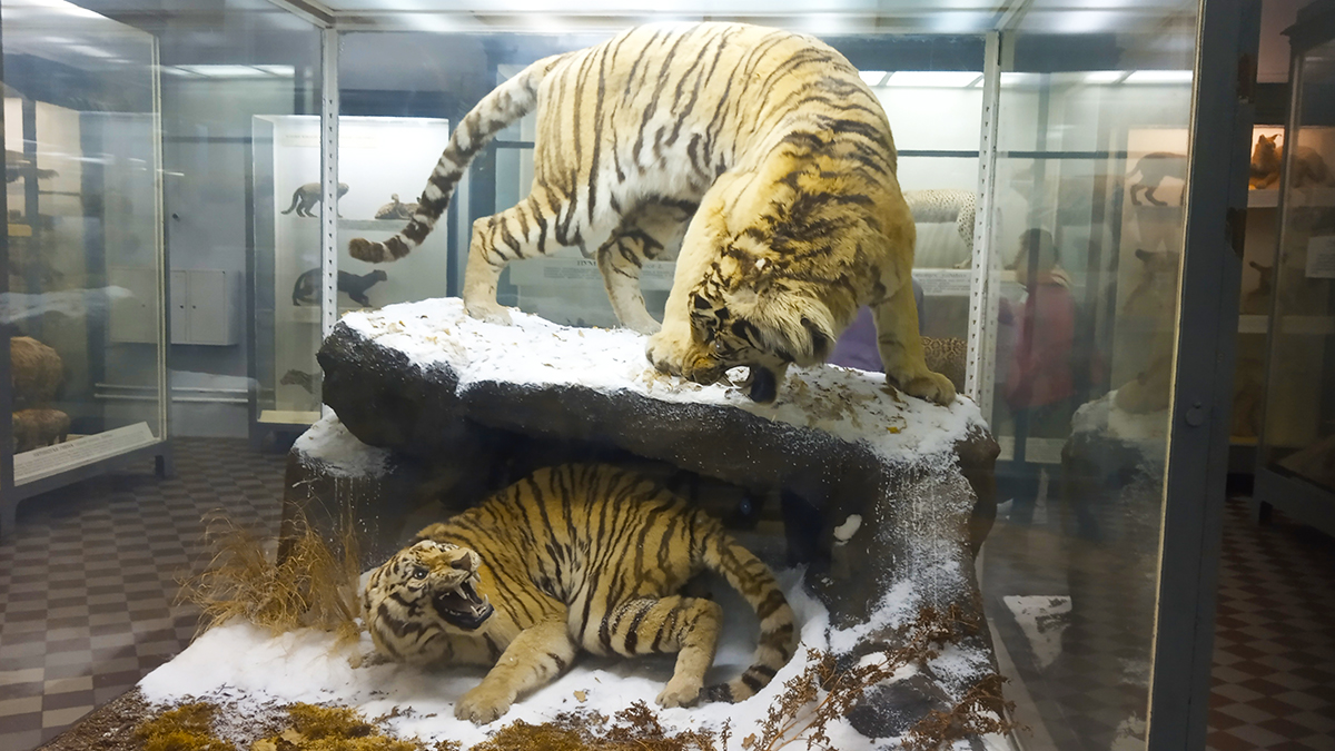 Амурский тигр в Зоологическом музее СПб.