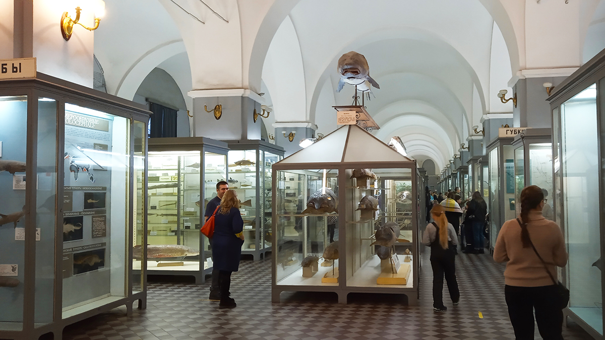 Второй зал зоологического музея СПб.