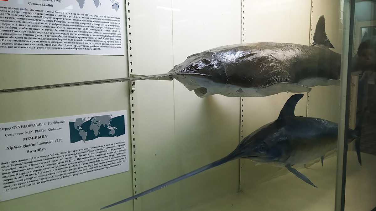 Рыба-меч в Зоологическом музее Санкт-Петербурга.