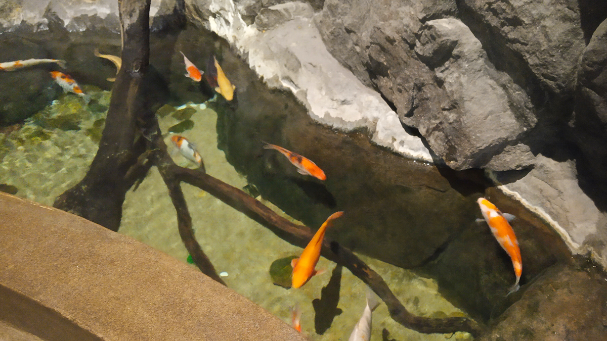 Японские карпы а открытом аквариуме океанариума Питера.